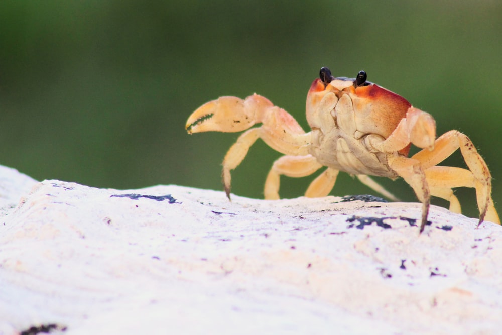 Detail Image Of A Crab Nomer 39