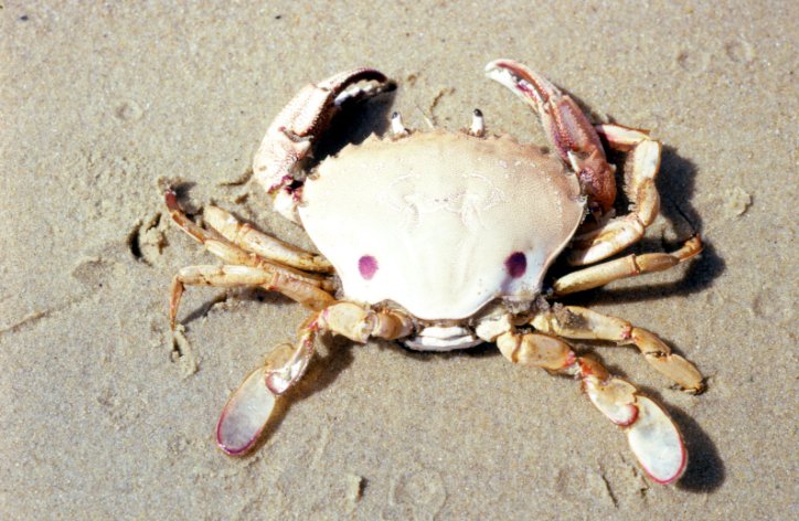 Detail Image Of A Crab Nomer 41