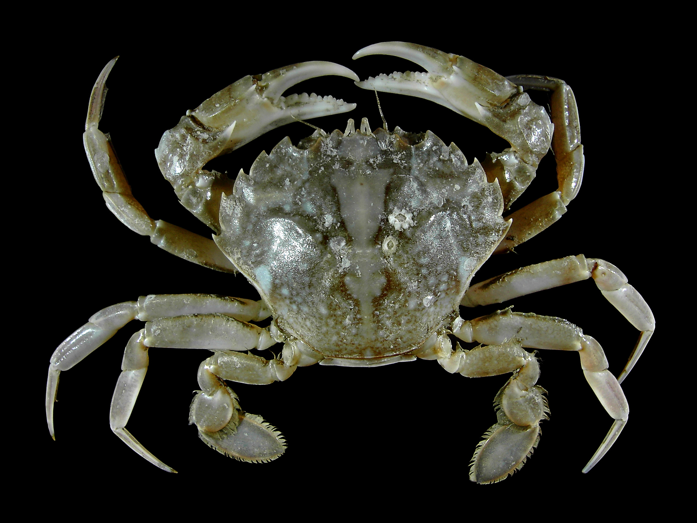 Detail Image Of A Crab Nomer 6