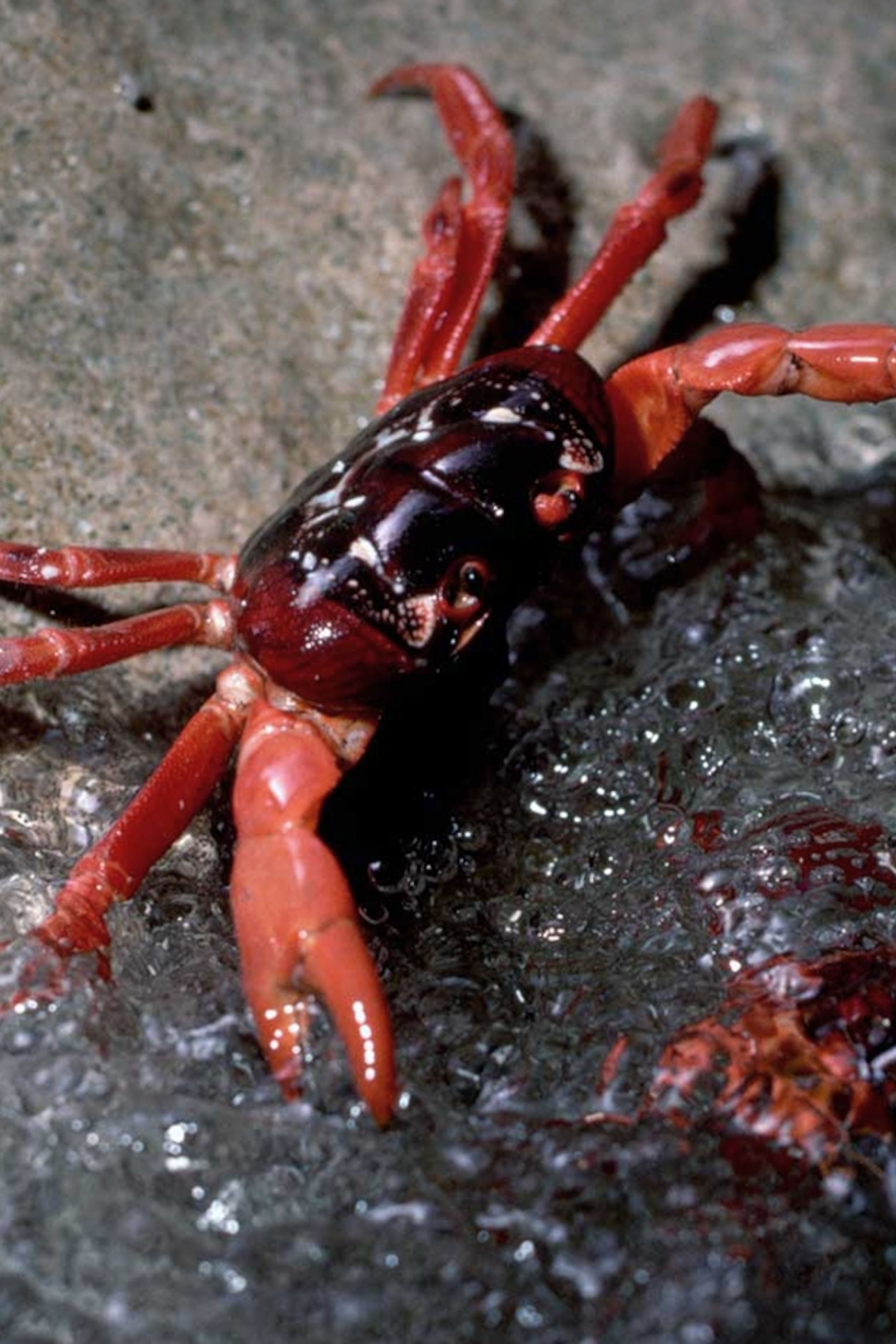 Detail Image Of A Crab Nomer 49