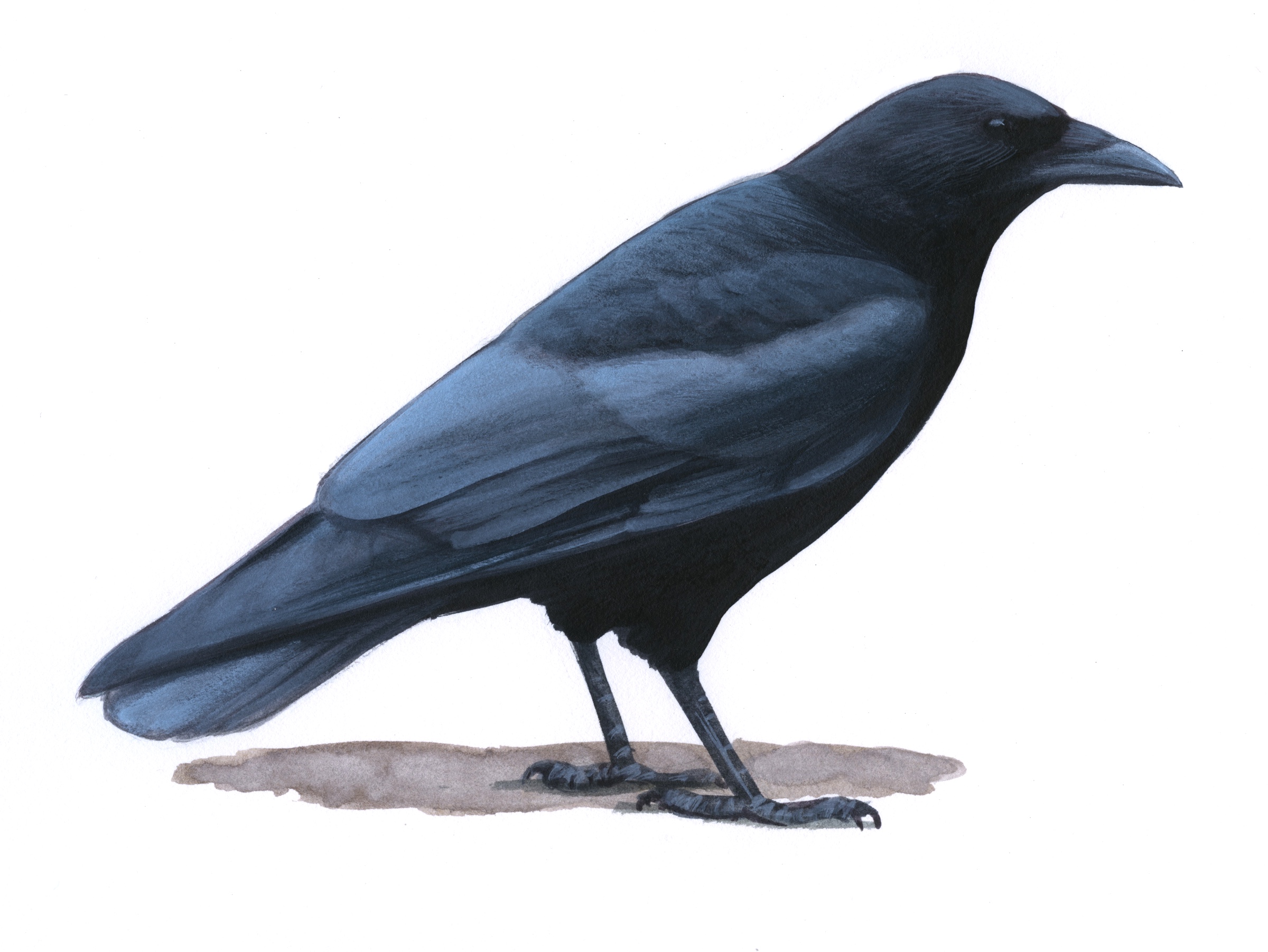 Detail Image Of A Crow Nomer 3