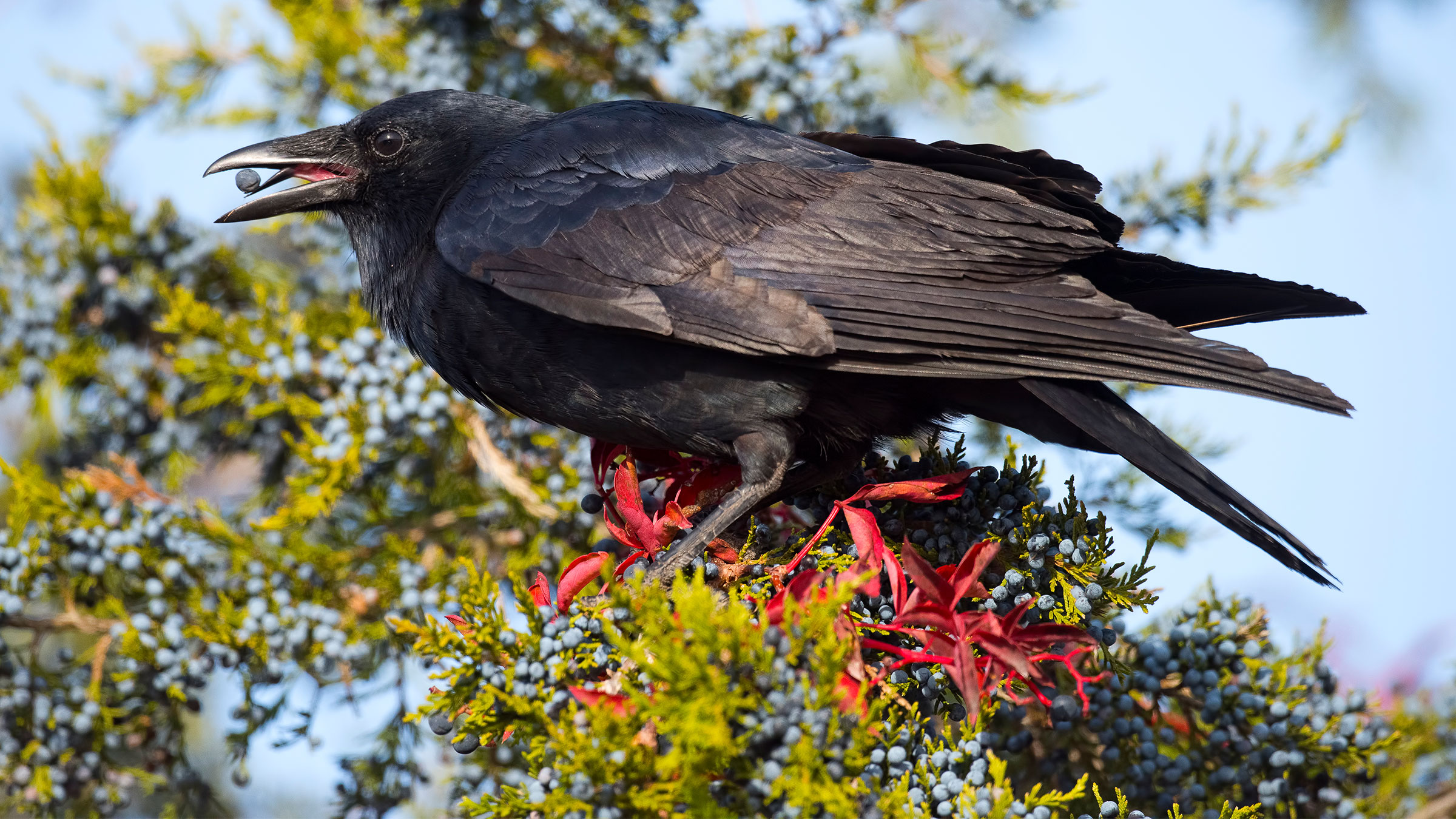 Detail Image Of A Crow Nomer 48