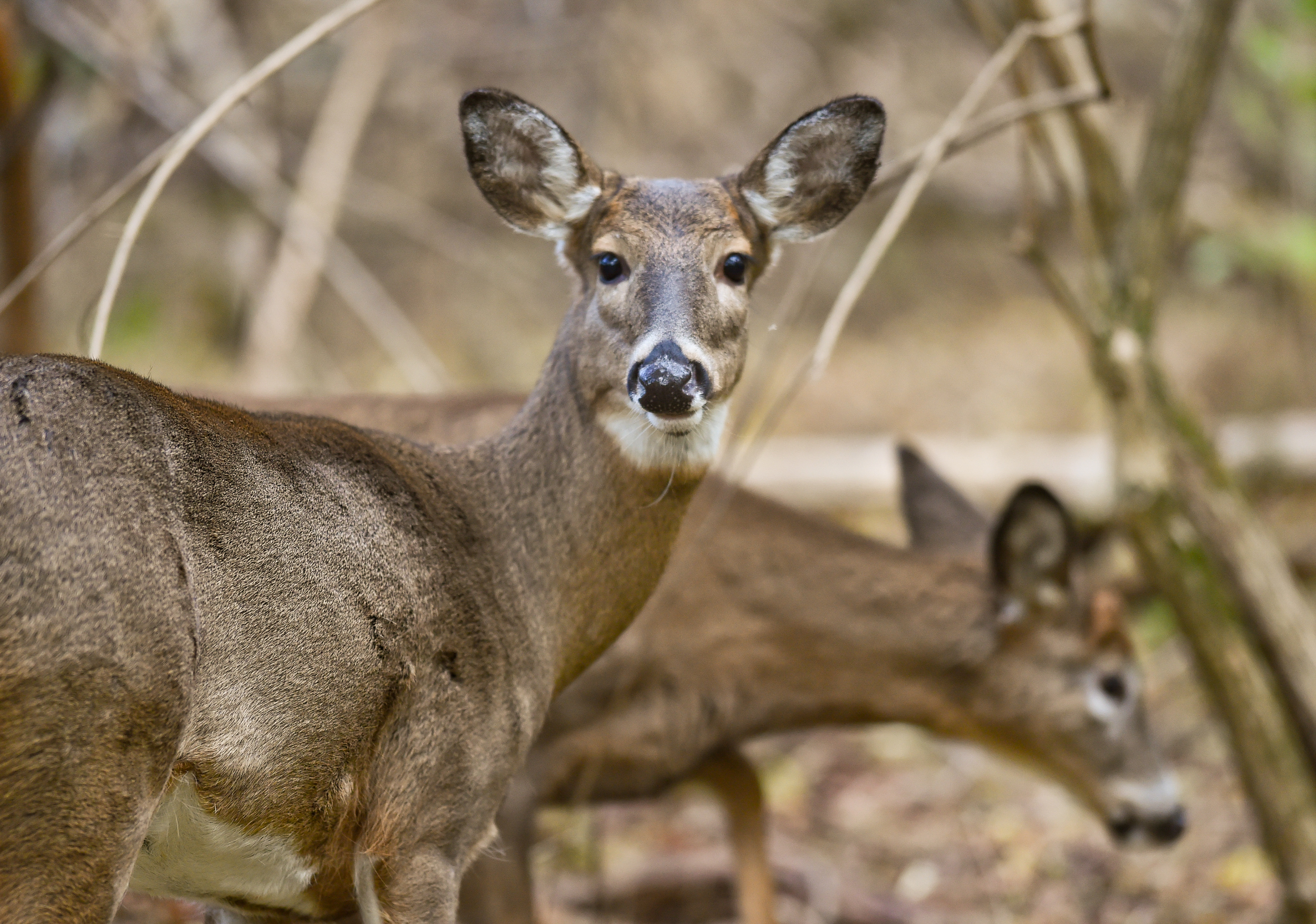 Image Of A Deer - KibrisPDR