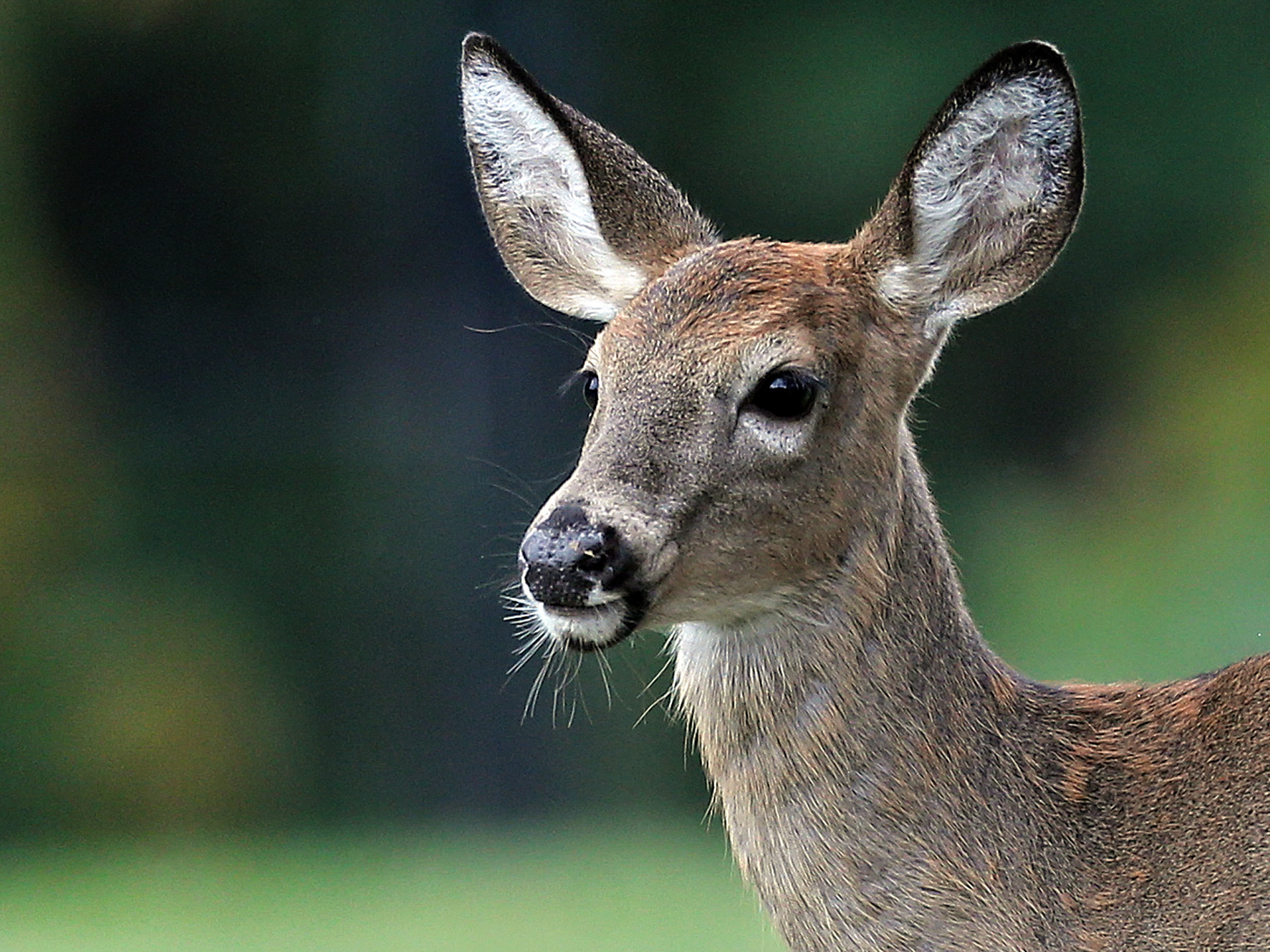 Detail Image Of A Deer Nomer 2