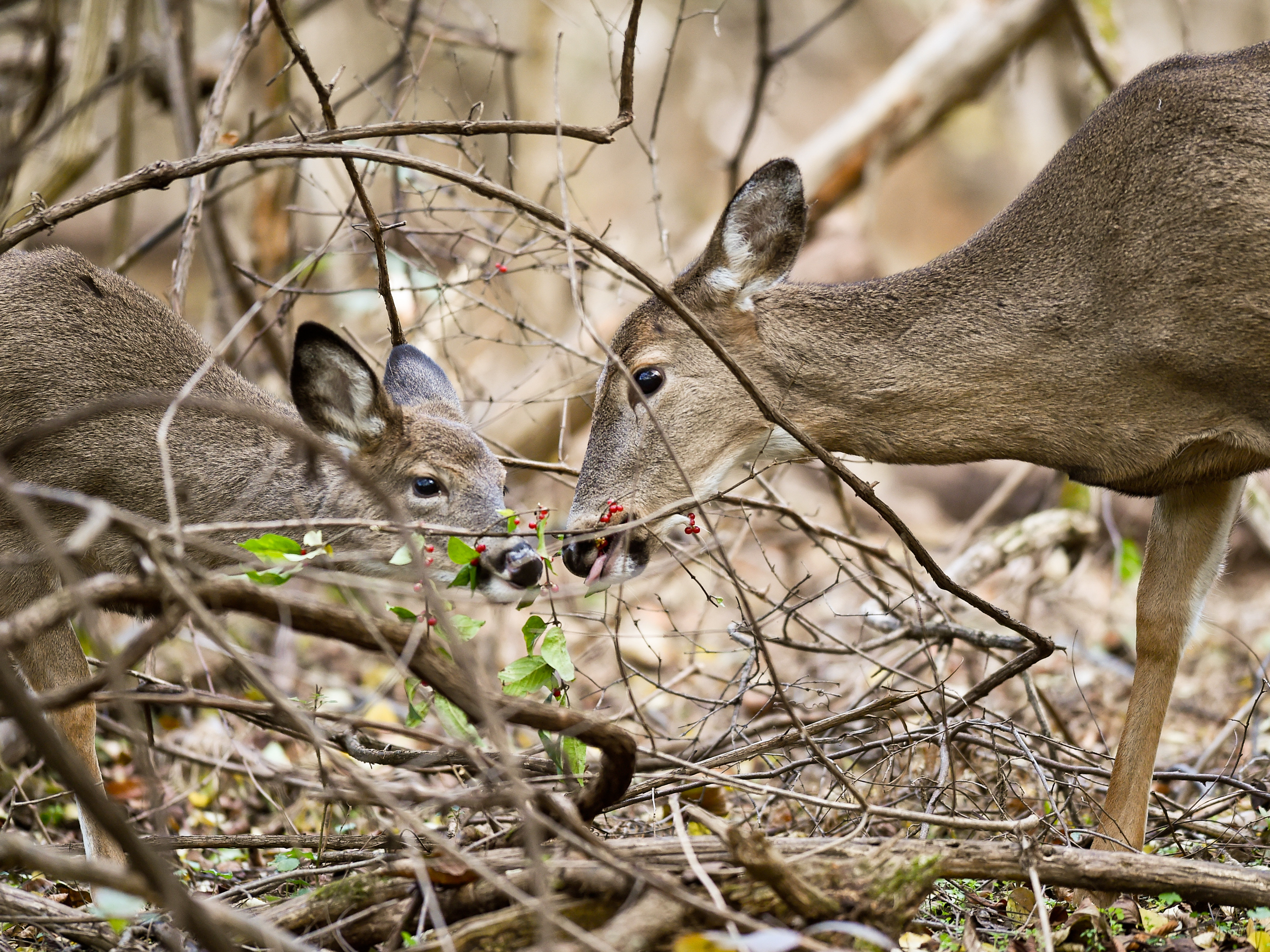 Detail Image Of A Deer Nomer 20