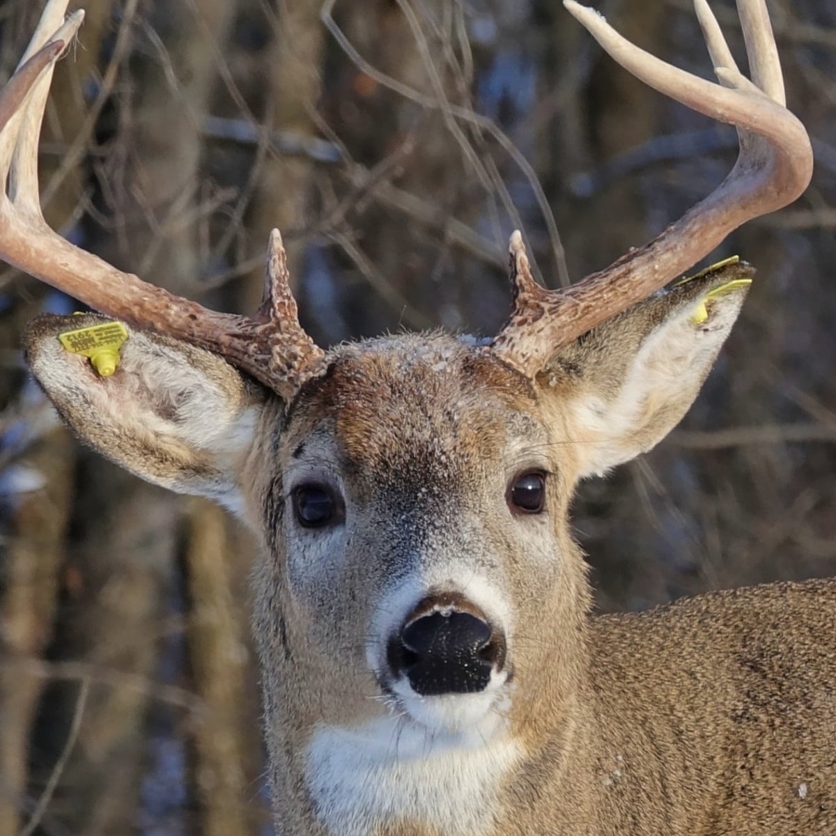 Detail Image Of A Deer Nomer 27