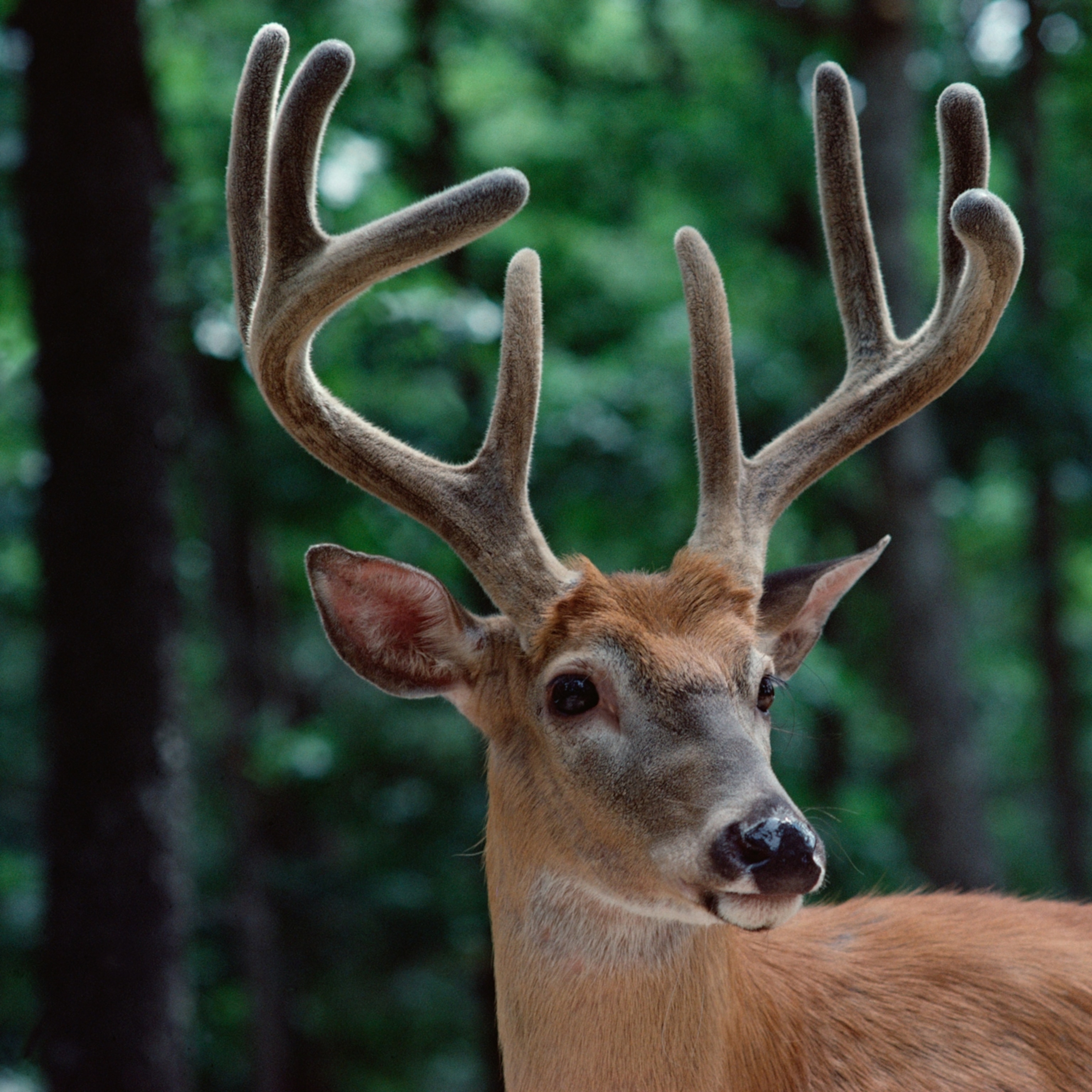 Detail Image Of A Deer Nomer 4