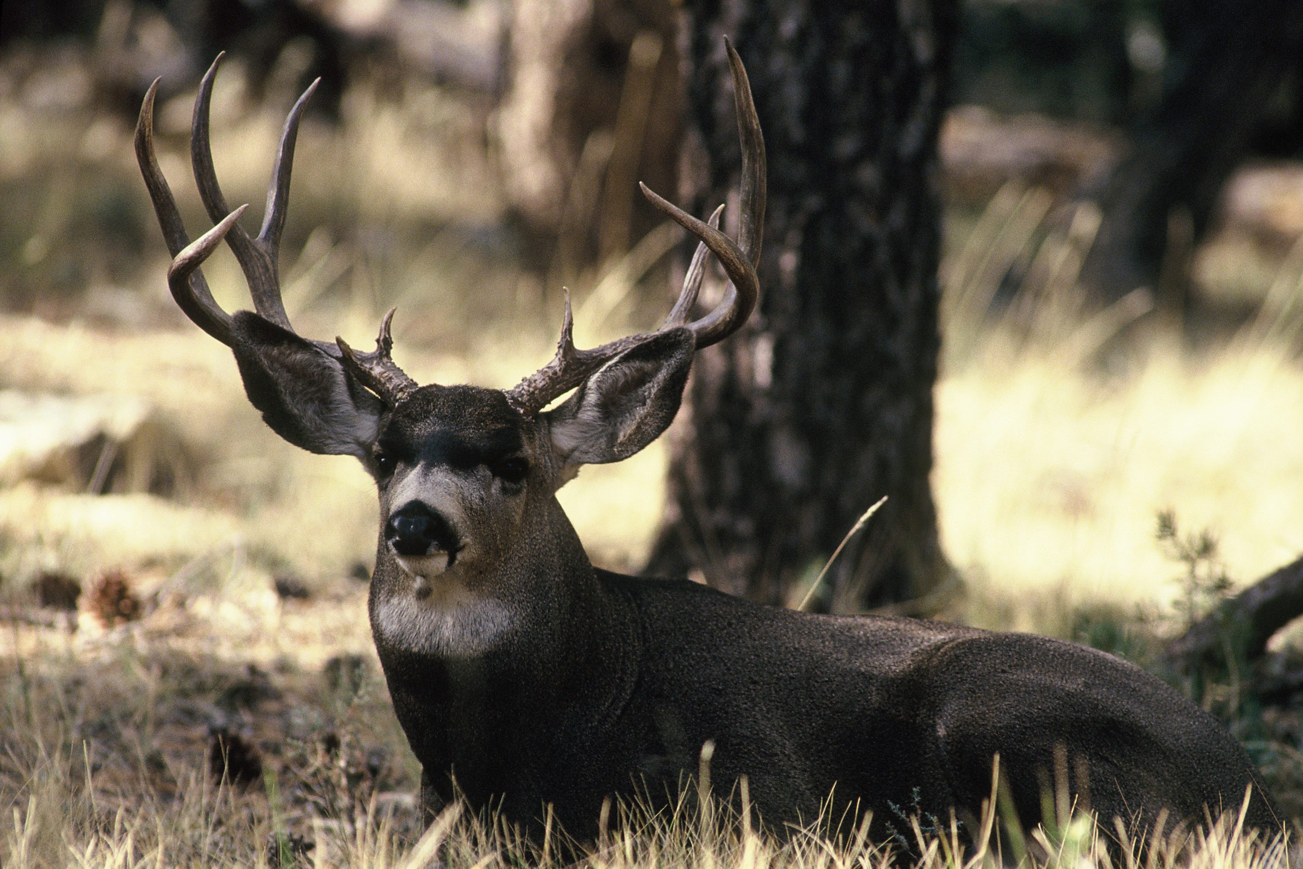 Detail Image Of A Deer Nomer 35