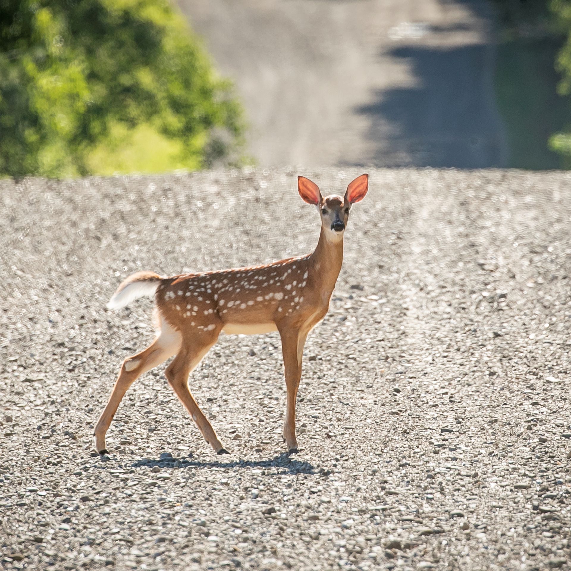 Detail Image Of A Deer Nomer 5