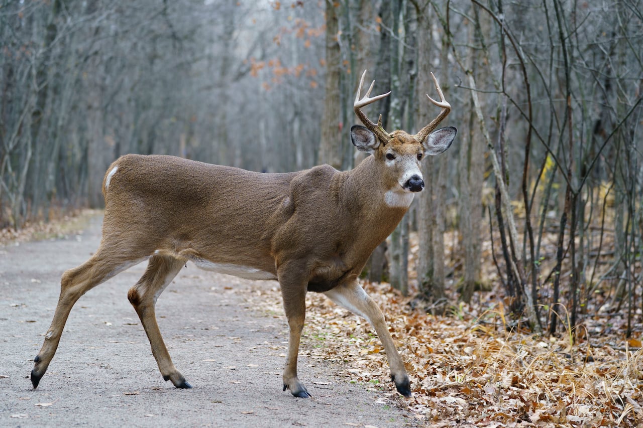 Detail Image Of A Deer Nomer 48