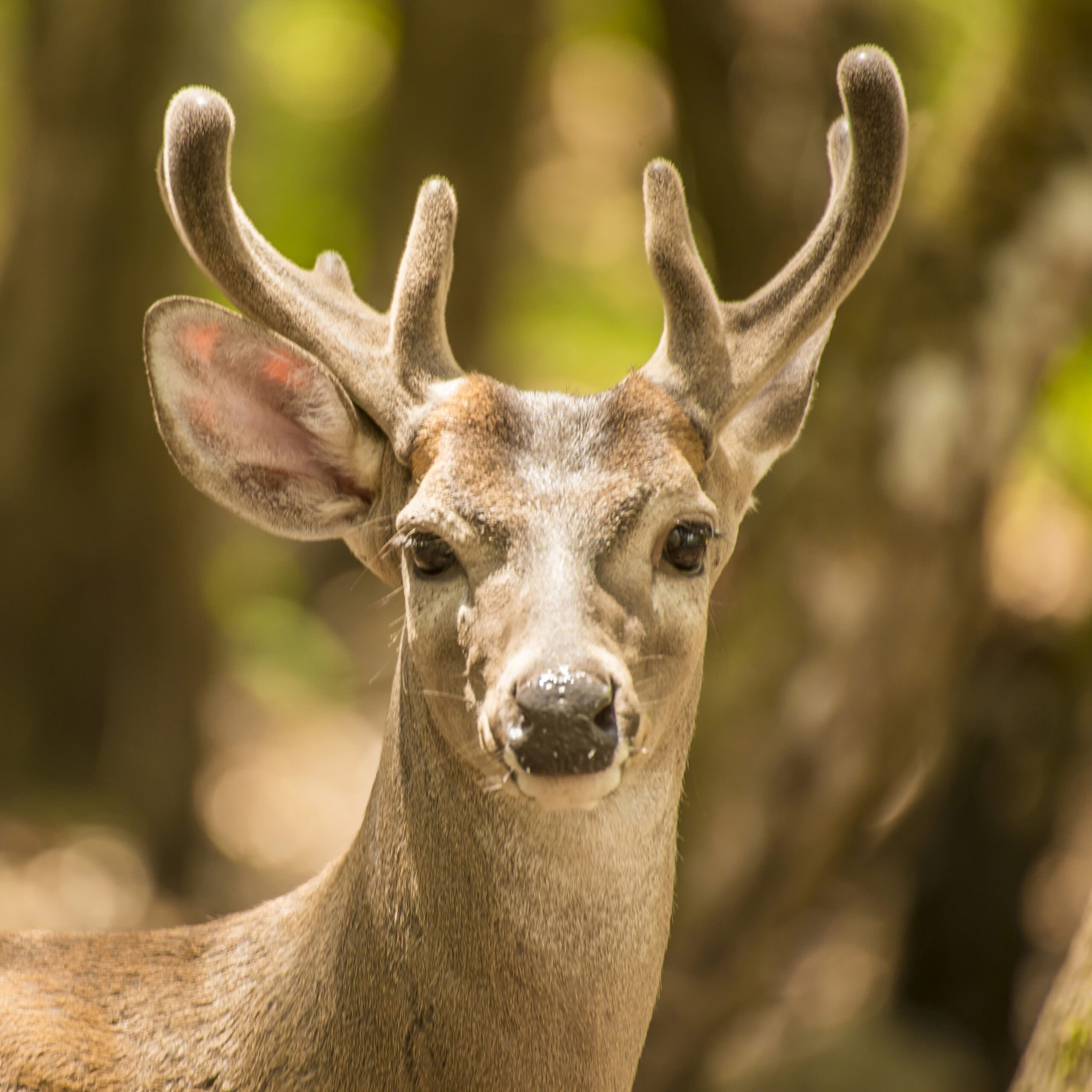 Detail Image Of A Deer Nomer 49