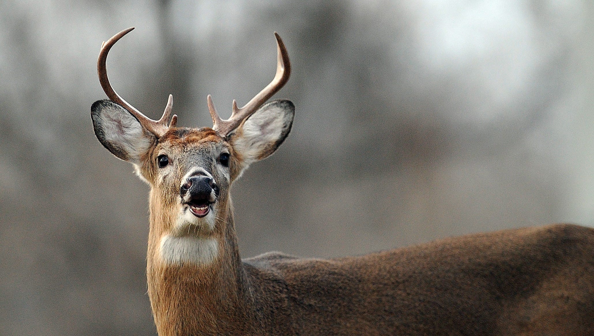 Detail Image Of A Deer Nomer 57