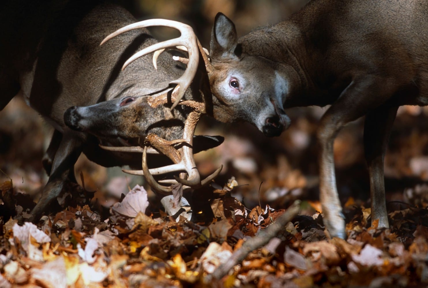 Detail Image Of A Deer Nomer 58