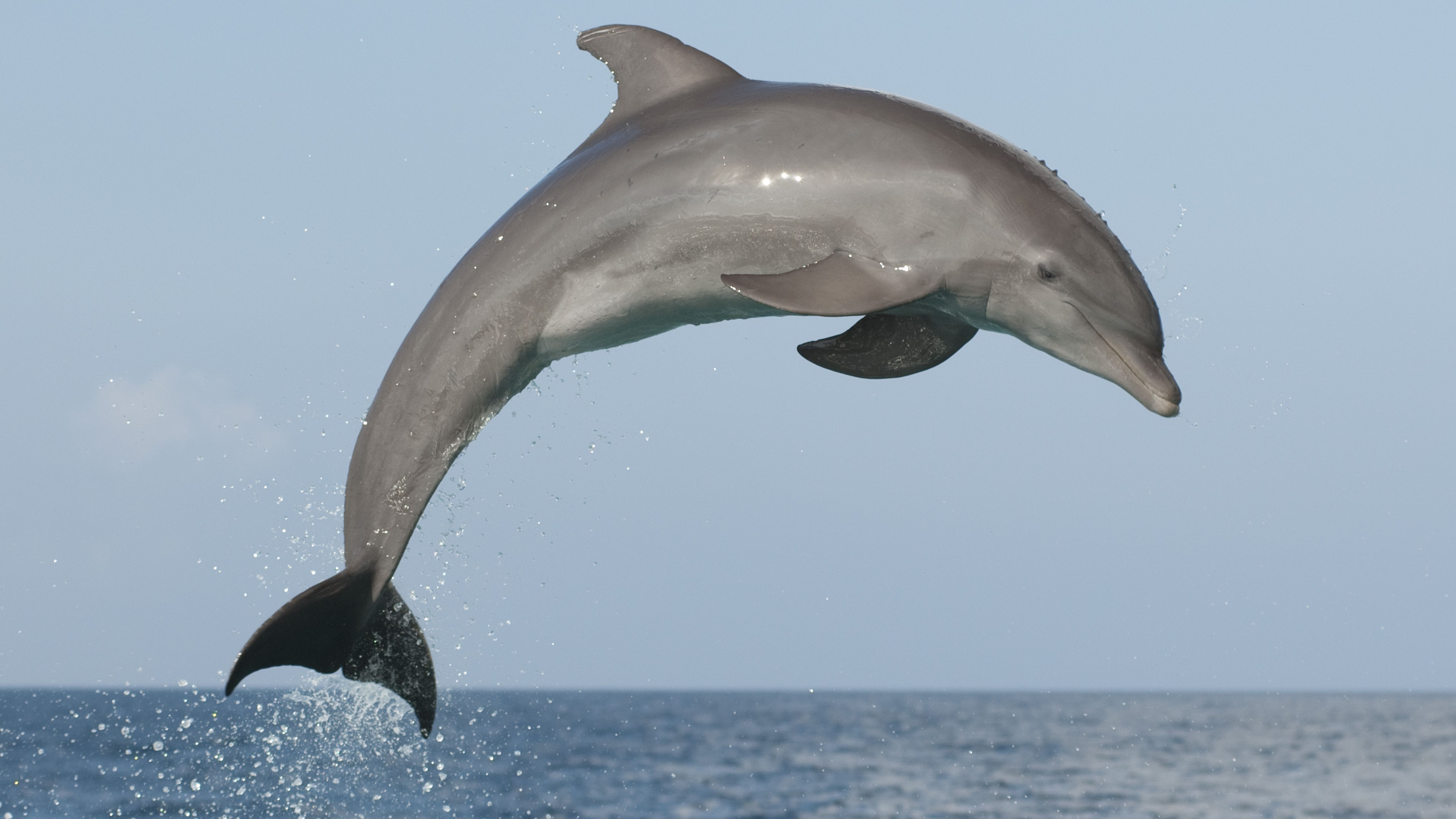 Image Of A Dolphin - KibrisPDR