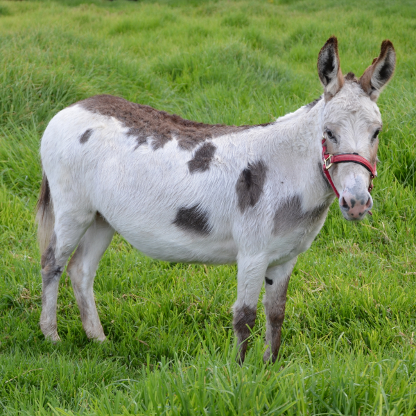 Detail Image Of A Donkey Nomer 27