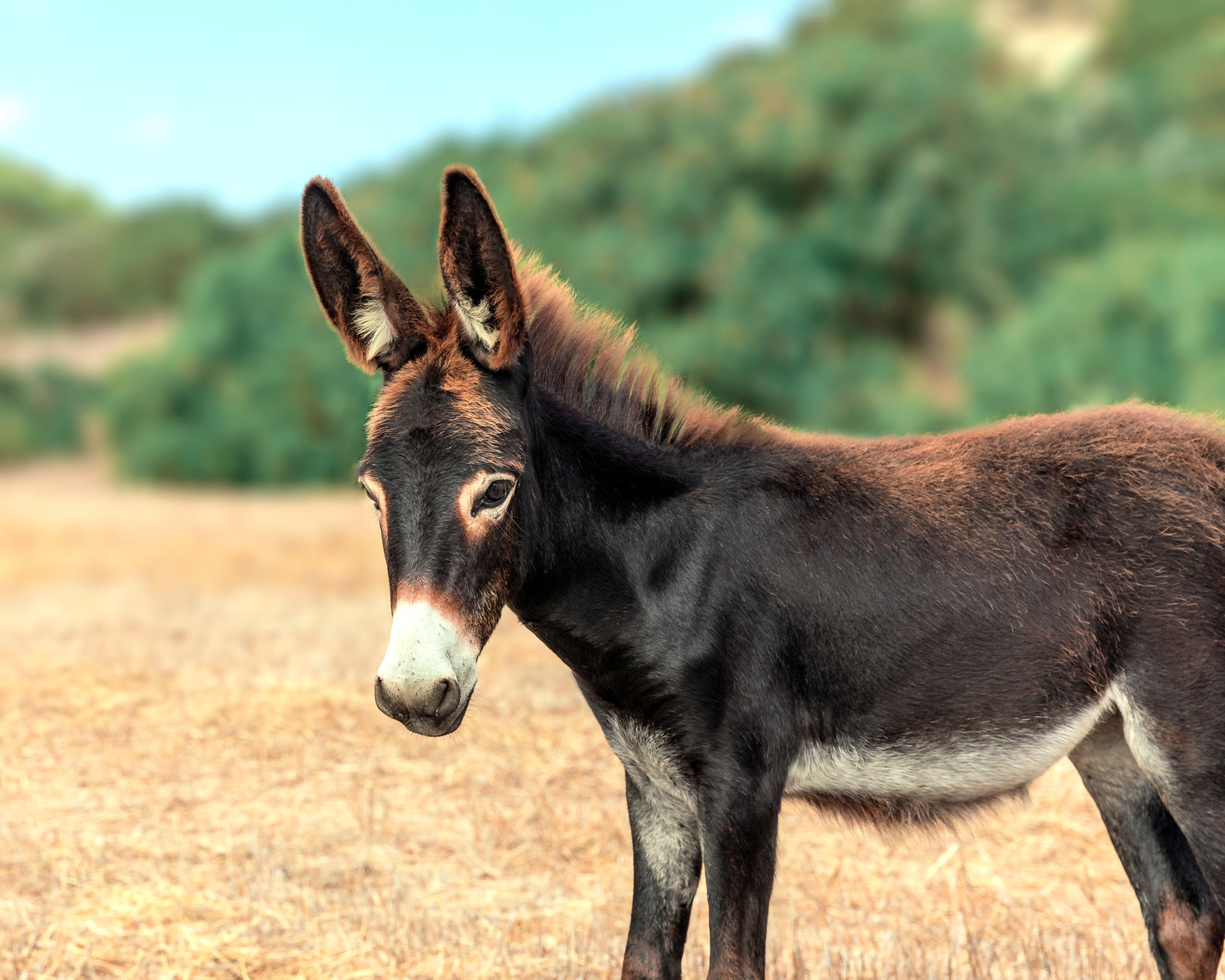 Detail Image Of A Donkey Nomer 30