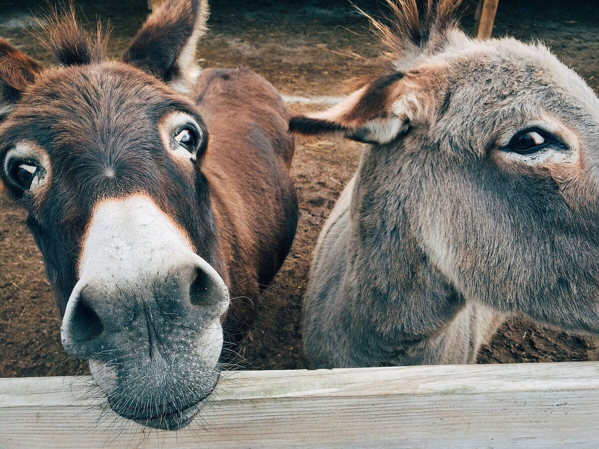 Detail Image Of A Donkey Nomer 31