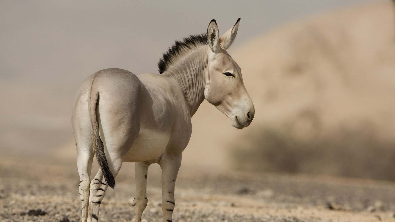 Detail Image Of A Donkey Nomer 49