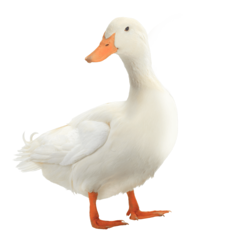 Image Of A Duck - KibrisPDR