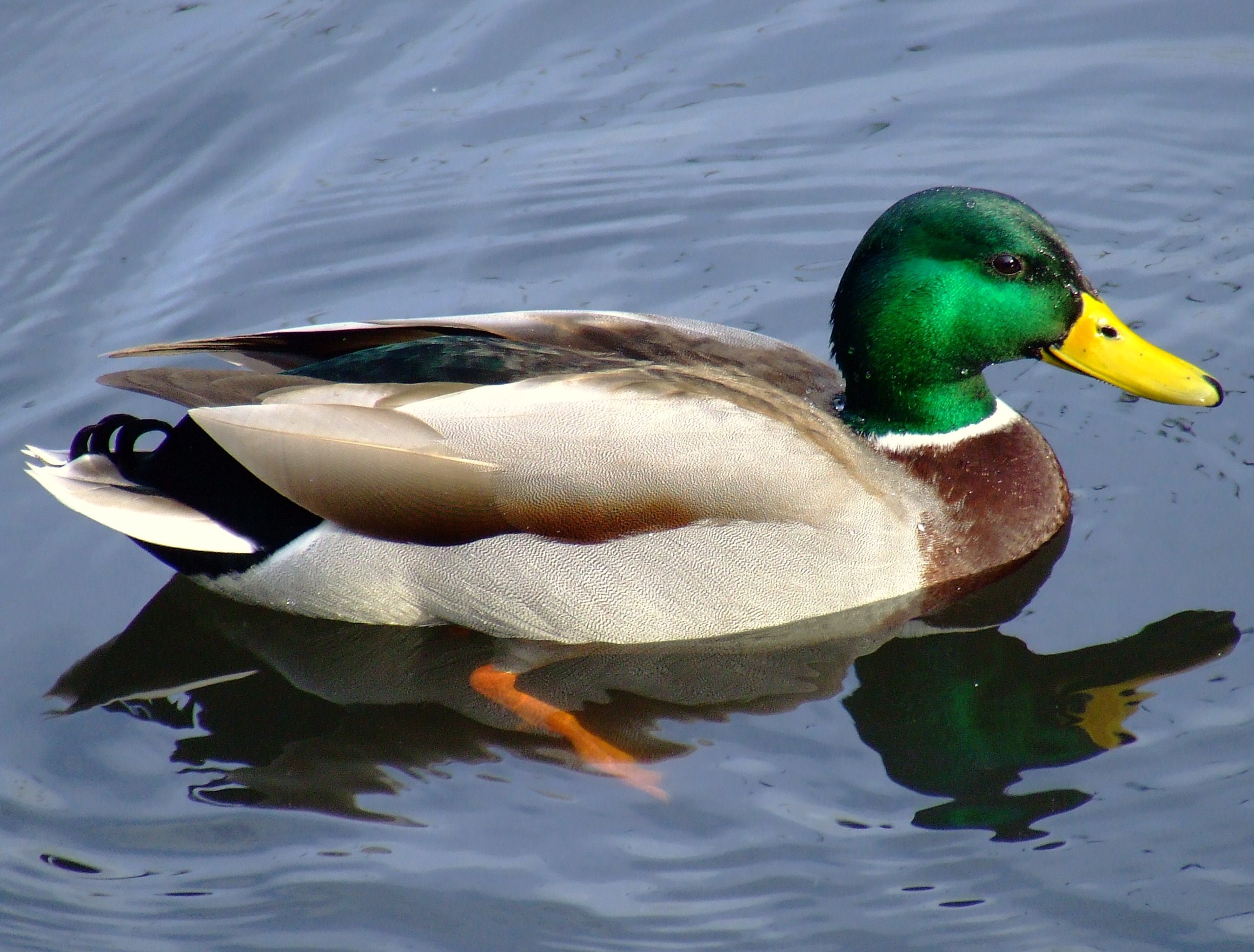 Detail Image Of A Duck Nomer 2
