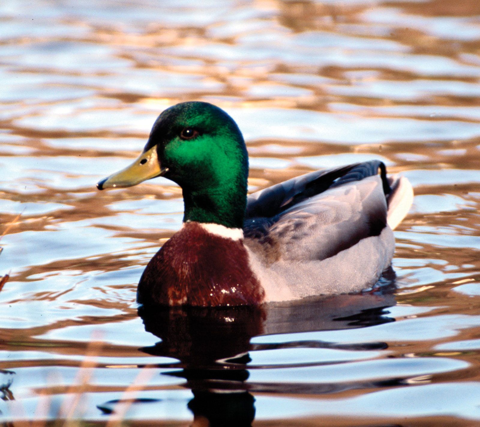 Detail Image Of A Duck Nomer 16