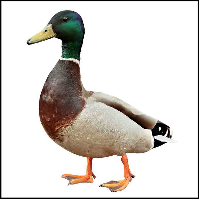 Detail Image Of A Duck Nomer 17
