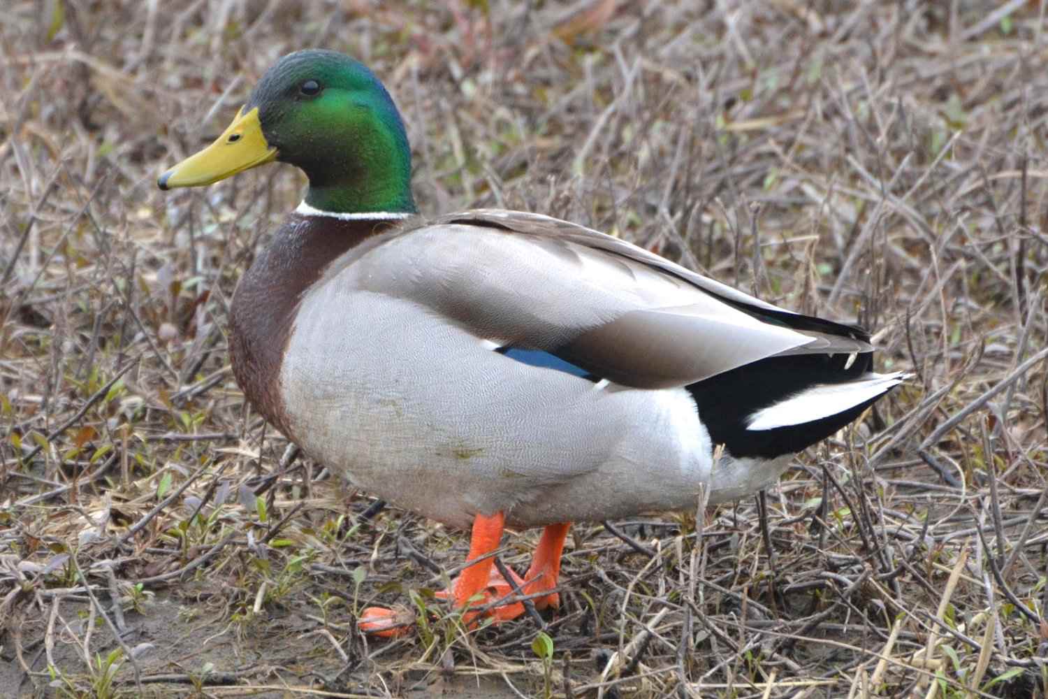 Detail Image Of A Duck Nomer 18