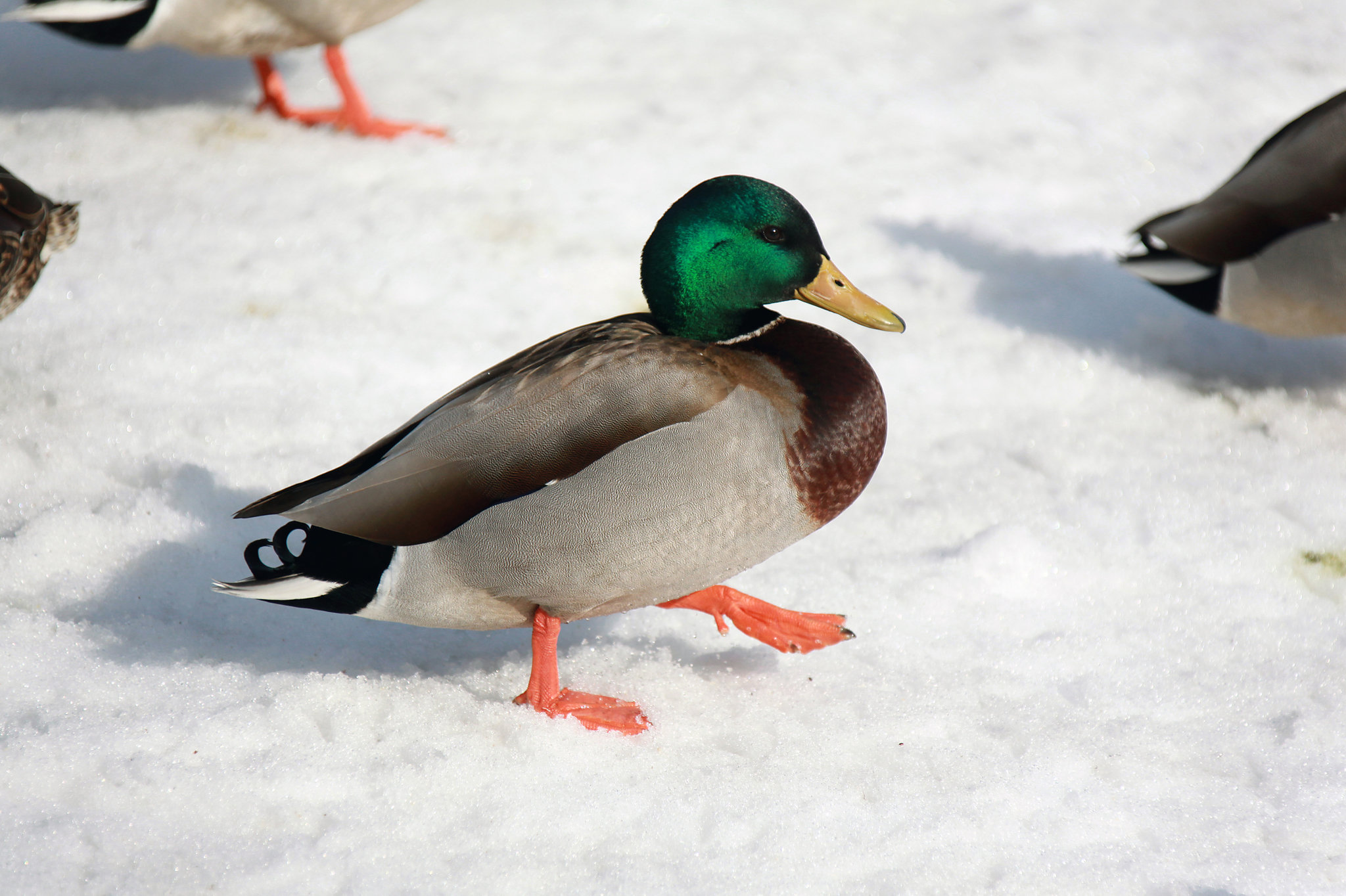 Detail Image Of A Duck Nomer 19