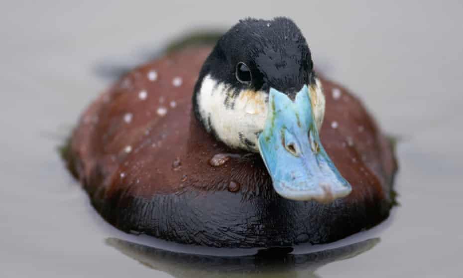 Detail Image Of A Duck Nomer 20
