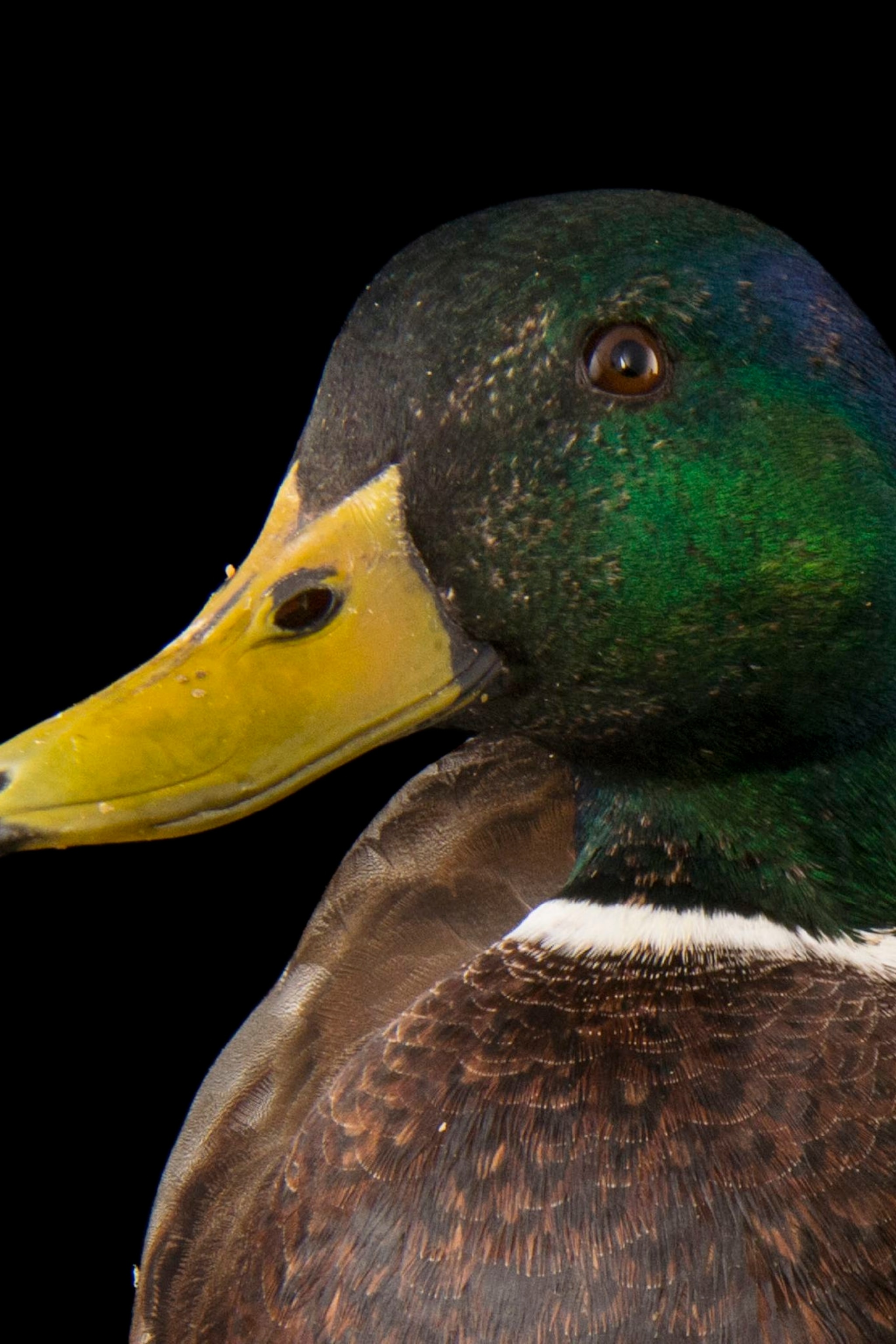 Detail Image Of A Duck Nomer 3