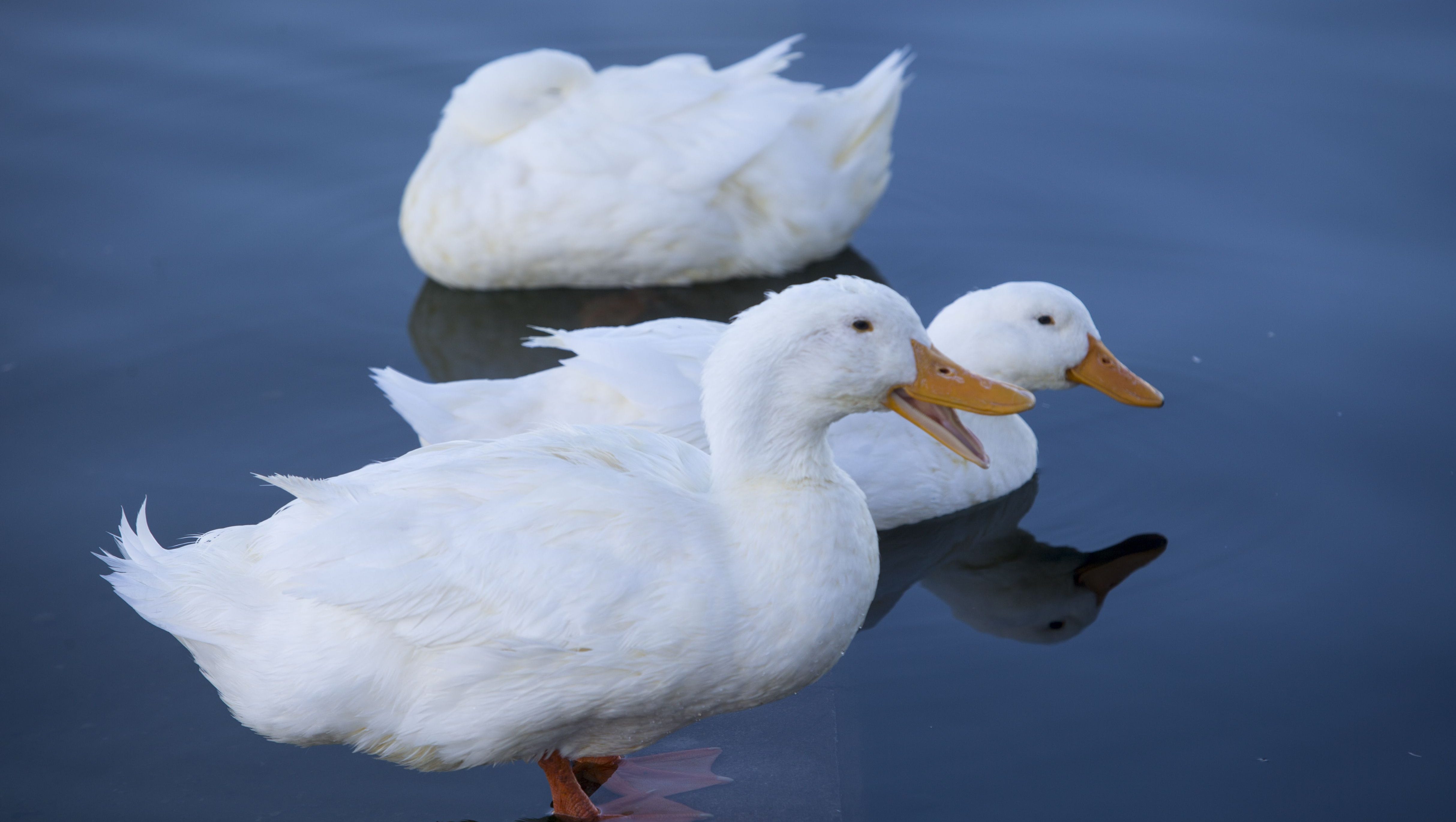 Detail Image Of A Duck Nomer 22