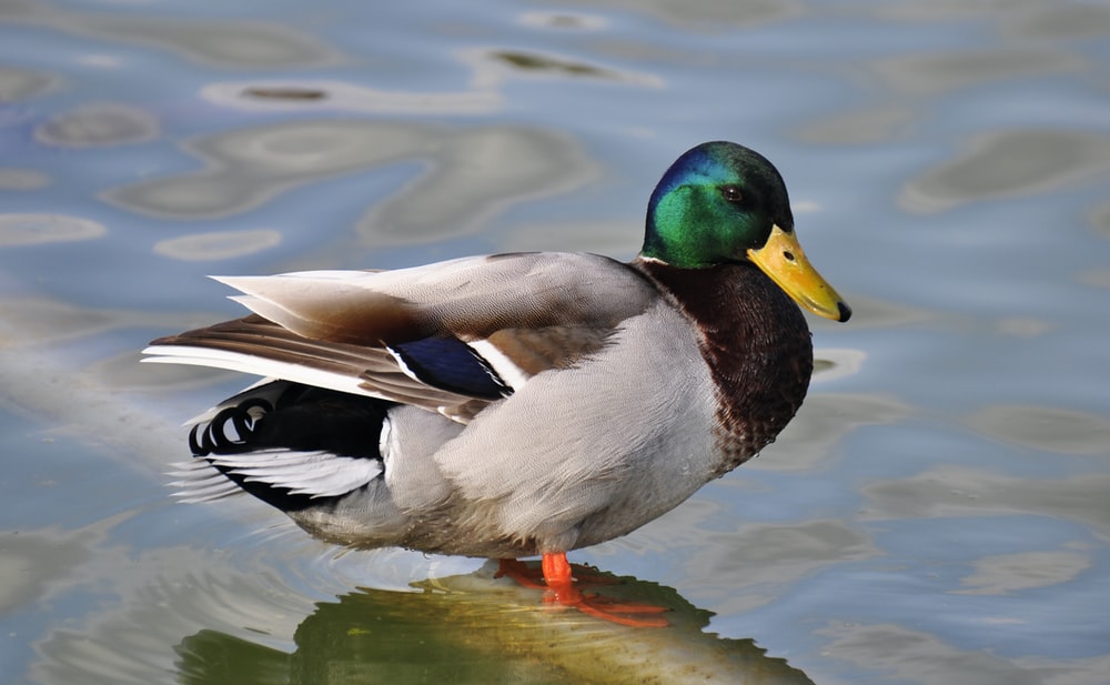 Detail Image Of A Duck Nomer 24