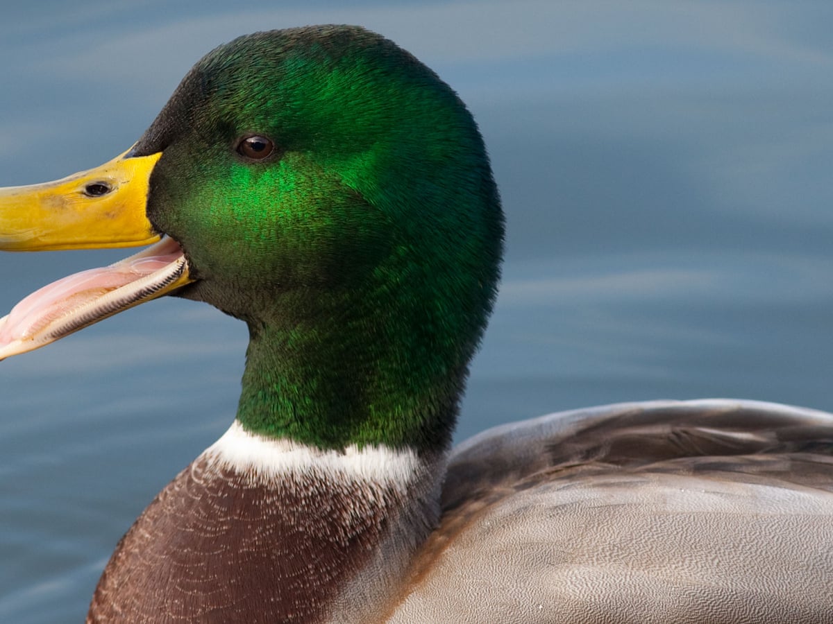Detail Image Of A Duck Nomer 27