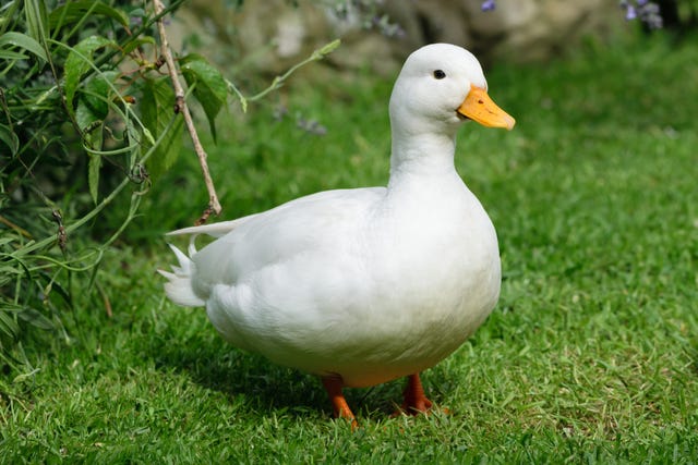 Detail Image Of A Duck Nomer 4
