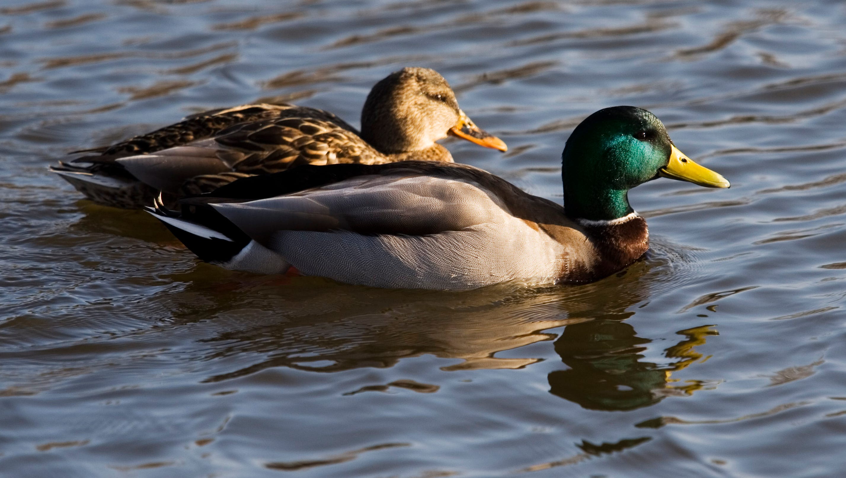 Detail Image Of A Duck Nomer 32