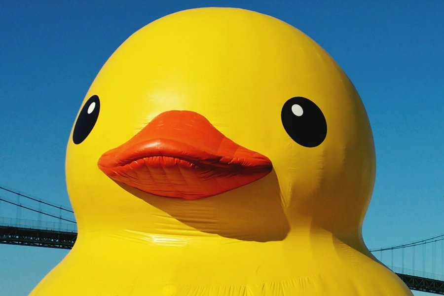 Detail Image Of A Duck Nomer 36