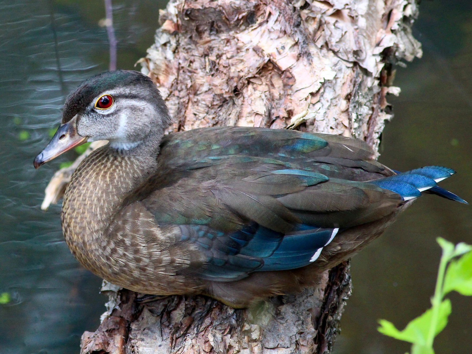 Detail Image Of A Duck Nomer 38