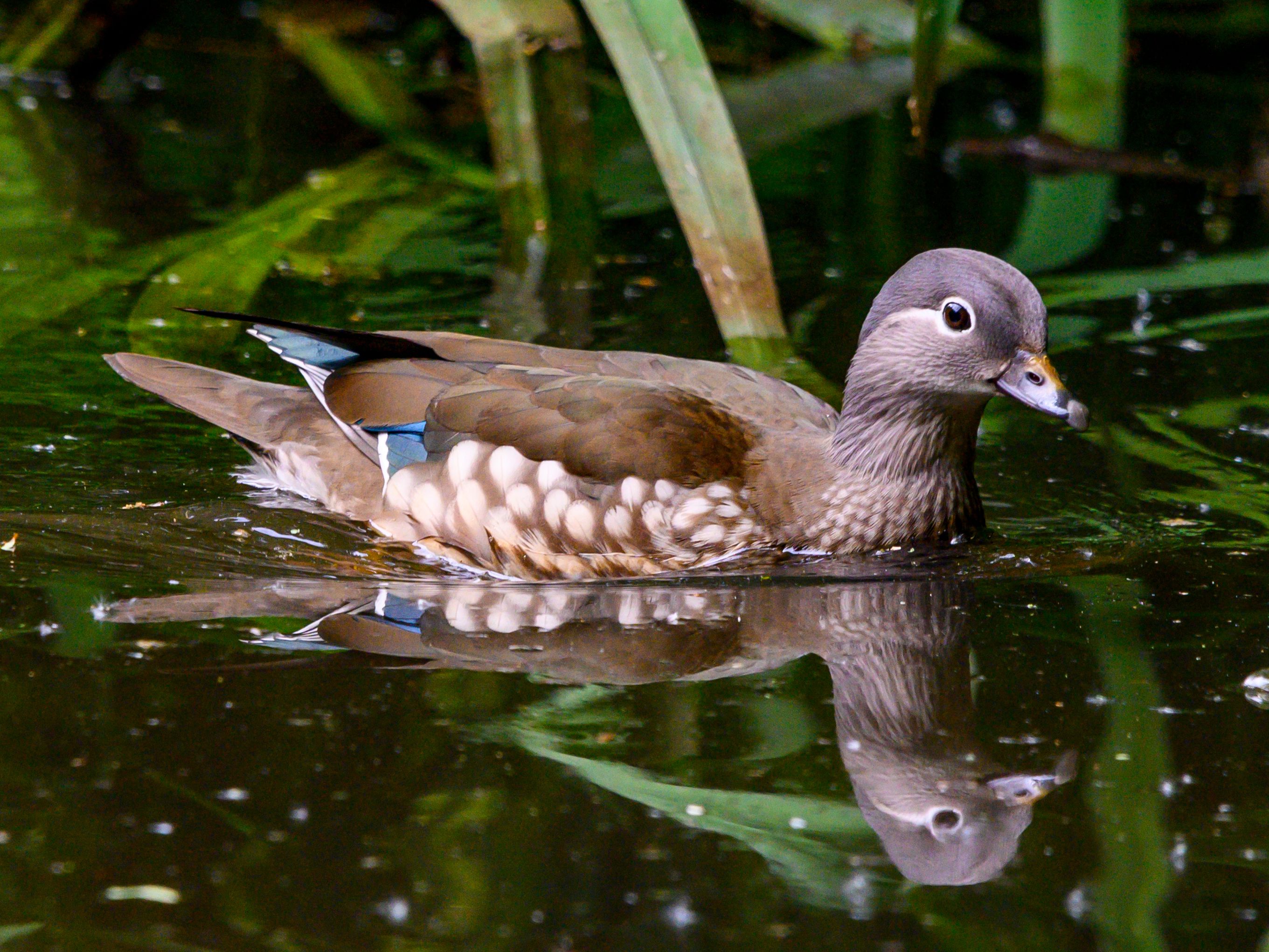 Detail Image Of A Duck Nomer 39