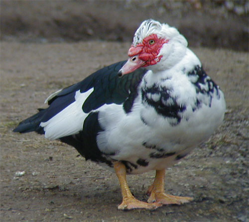 Detail Image Of A Duck Nomer 40