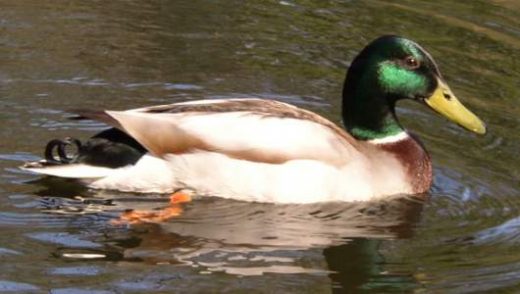 Detail Image Of A Duck Nomer 41