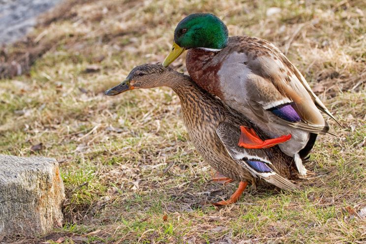Detail Image Of A Duck Nomer 42
