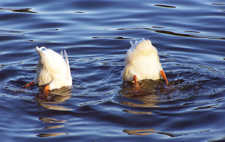 Detail Image Of A Duck Nomer 46