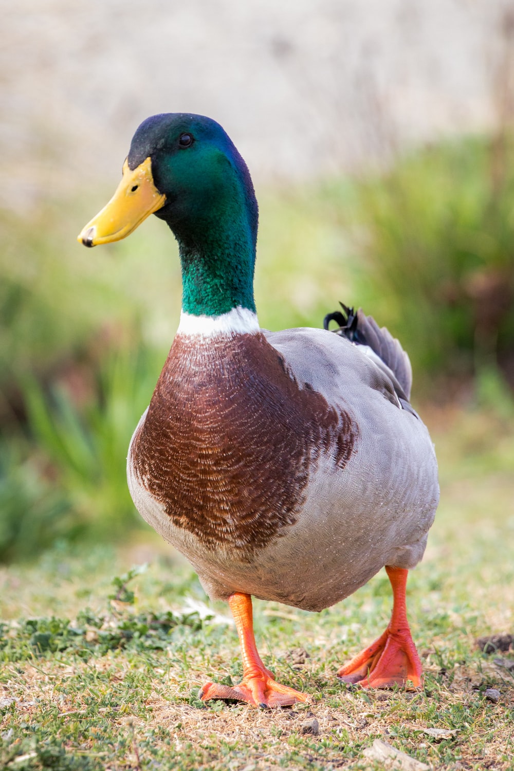Detail Image Of A Duck Nomer 6