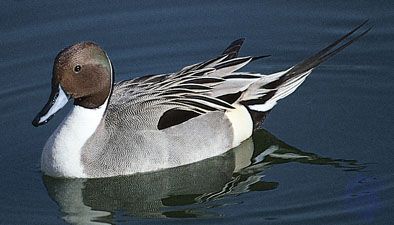 Detail Image Of A Duck Nomer 51