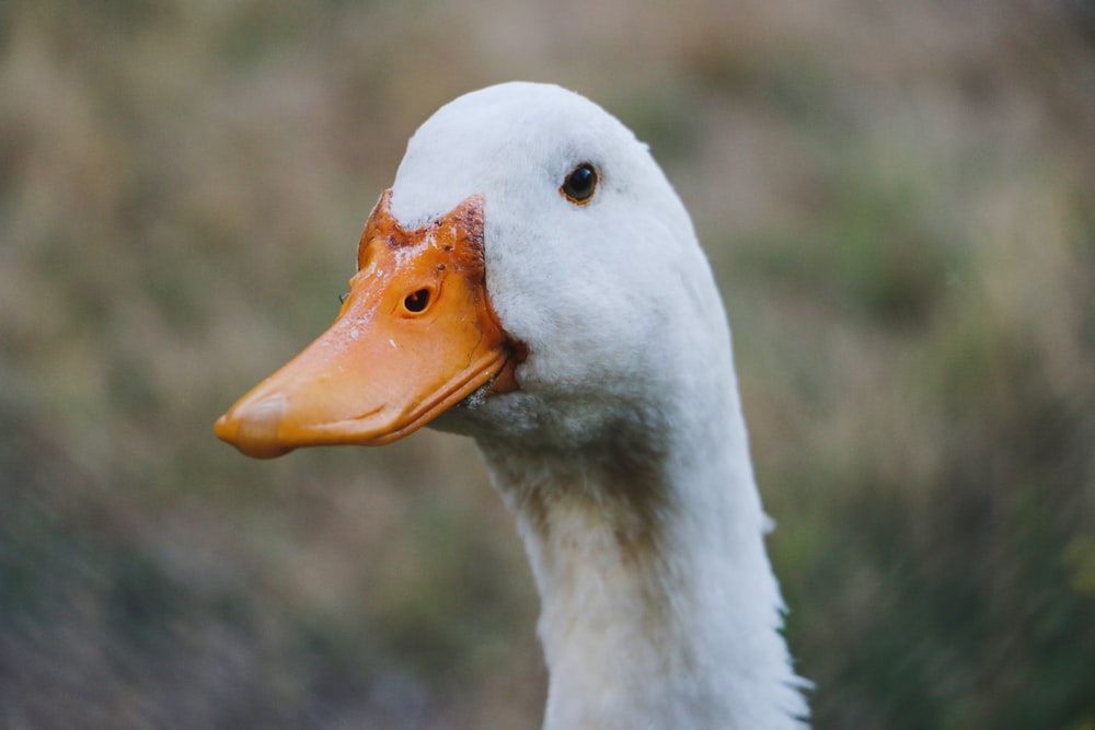 Detail Image Of A Duck Nomer 55