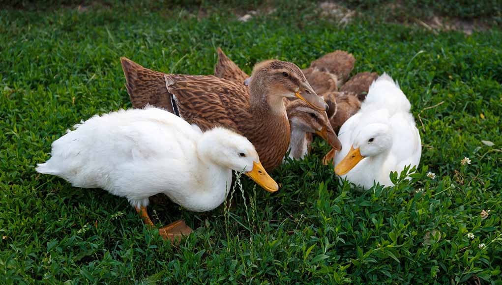 Detail Image Of A Duck Nomer 57