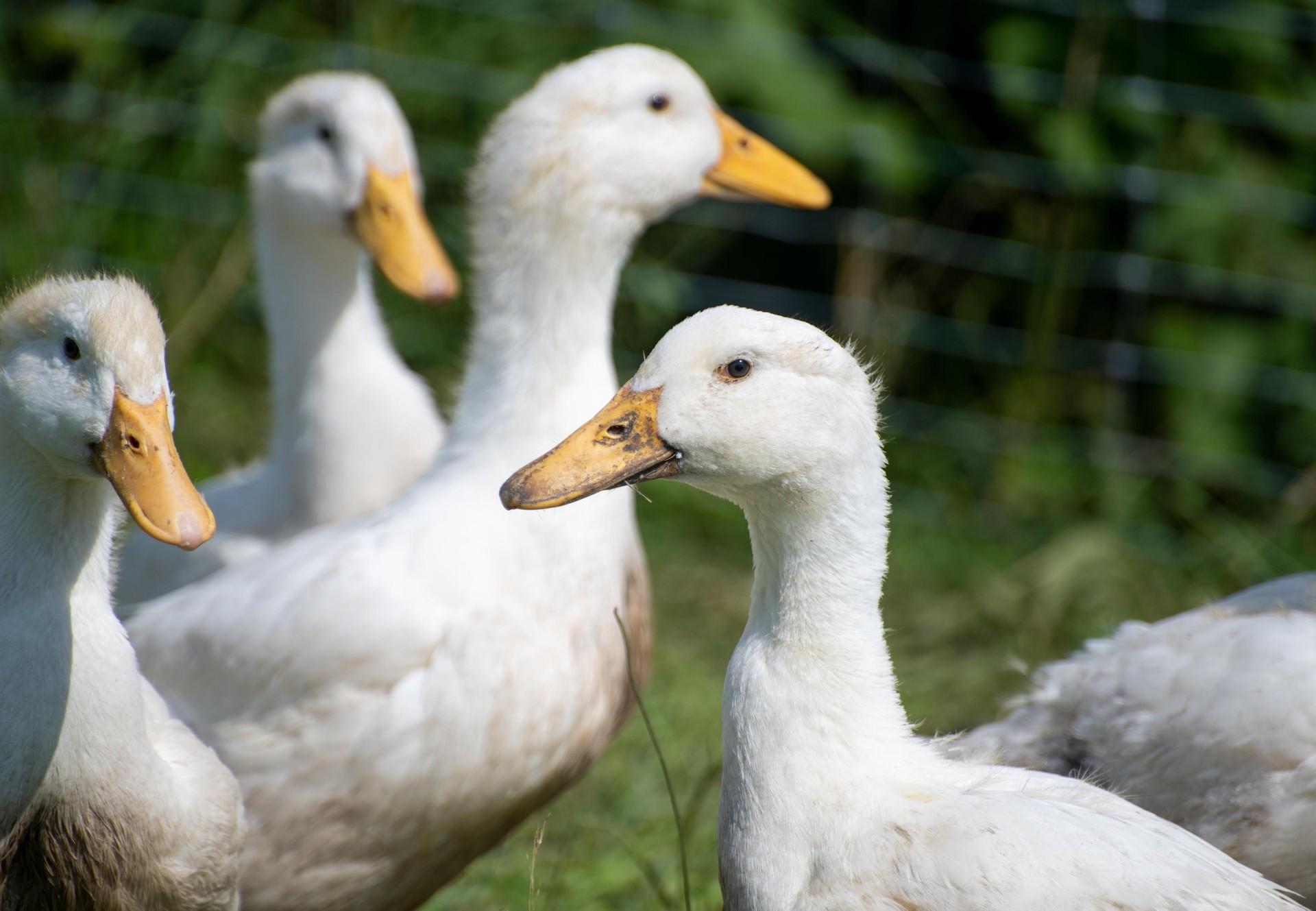 Detail Image Of A Duck Nomer 8