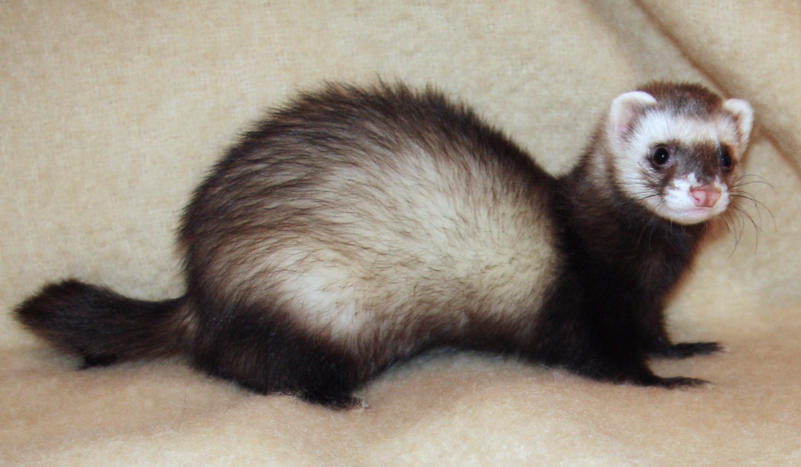 Image Of A Ferret - KibrisPDR