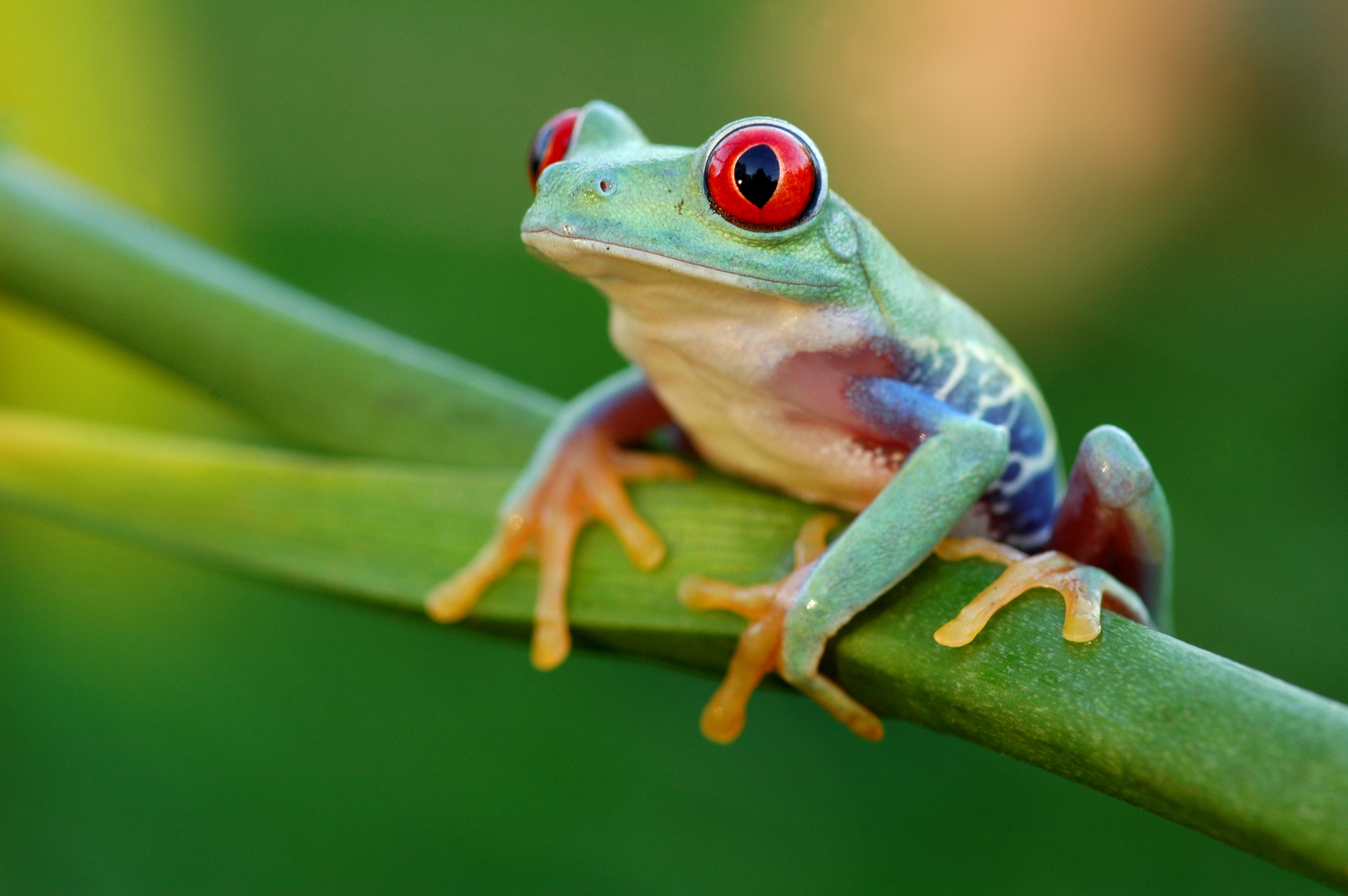 Detail Image Of A Frog Nomer 11