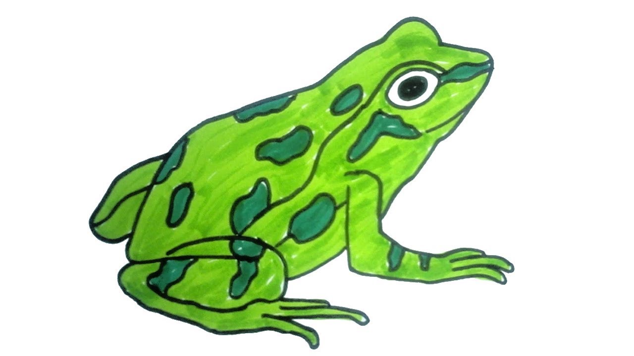 Detail Image Of A Frog Nomer 12